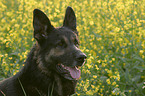 Schferhund Portrait