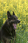 Schferhund Portrait