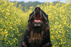 Schferhund Portrait