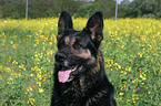 Schferhund Portrait