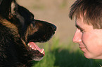 Schferhund Portrait