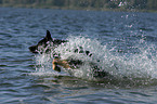 spielender Deutscher Schferhund