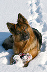 Schferhund im Schnee