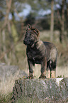 Deutscher Schferhund Welpe