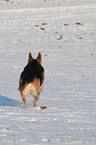 Deutscher Schferhund im Schnee