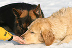 Deutscher Schferhund & Golden Retriever