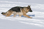 Deutscher Schferhund im Schnee