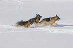 Deutsche Schferhunde im Schnee