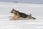 Deutsche Schferhunde im Schnee