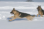 Deutsche Schferhunde im Schnee