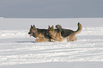 Deutsche Schferhunde im Schnee