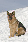 Deutscher Schferhund im Schnee