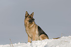 Deutscher Schferhund im Schnee