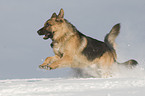 Deutscher Schferhund im Schnee