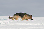 Deutscher Schferhund im Schnee