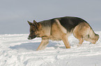 Deutscher Schferhund im Schnee