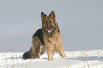 Deutscher Schferhund im Schnee