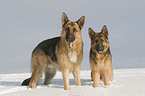 Deutsche Schferhunde im Schnee