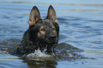 Deutscher Schferhund Portrait