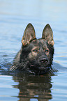 Deutscher Schferhund Portrait