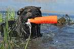 Deutscher Schferhund im Wasser