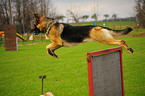 springender Deutscher Schferhund