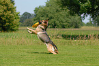 Deutscher Schferhund fngt Frisbee