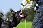 Deutscher Schferhund beim Schutzhundsport