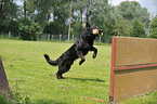 schwarzer Deutscher Schferhund