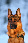 Deutscher Schferhund Portrait