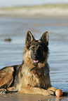 Deutscher Schferhund