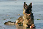 Deutscher Schferhund