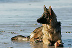 Deutscher Schferhund