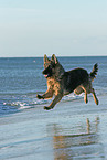 rennender Deutscher Schferhund