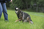 spielender Deutscher Schferhund