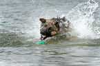 spielender Deutscher Schferhund