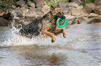 spielender Deutscher Schferhund