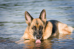 trinkender Deutscher Schferhund