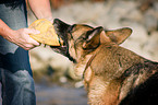 spielender Deutscher Schferhund