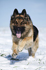 rennender Deutscher Sch�ferhund