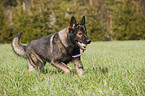 spielender Deutscher Schferhund