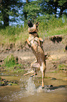 springender Deutscher Schferhund