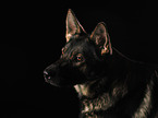 Deutscher Schferhund Portrait