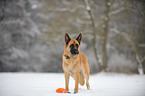 Deutscher Schferhund