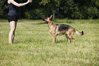 Deutscher Schferhund