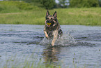 spielender Deutscher Schferhund