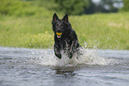 spielender Deutscher Schferhund