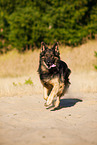 rennender Deutscher Sch�ferhund