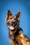 Deutscher Schferhund Portrait