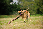 spielender Deutscher Schferhund